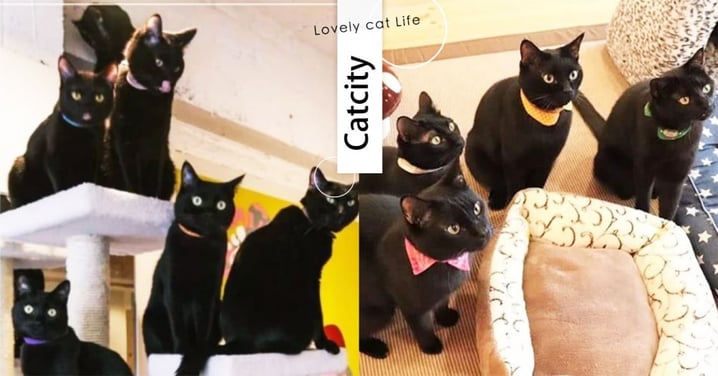 黑貓控天堂❤日本超療癒貓咖啡館，滿滿黑貓陪你度過悠閒午後！被包圍超幸福的～