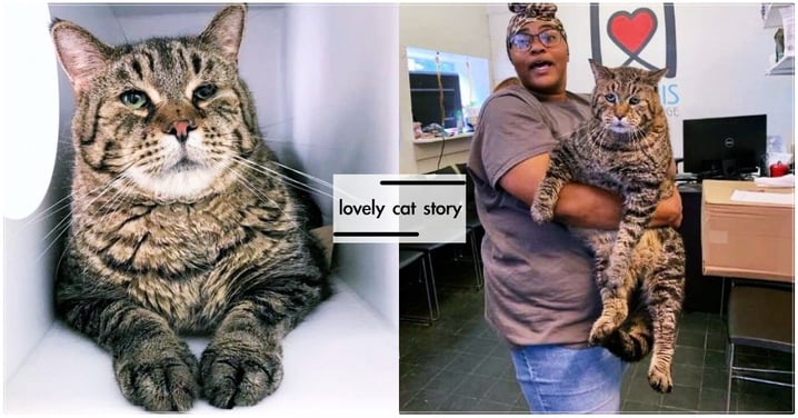 好心疼！12公斤巨貓沒人要，露出「超哀傷眼神」...PO文爆紅，瞬吸3000封領養書～