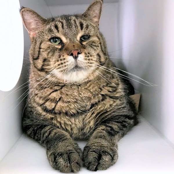 FB/Morris Animal Refuge