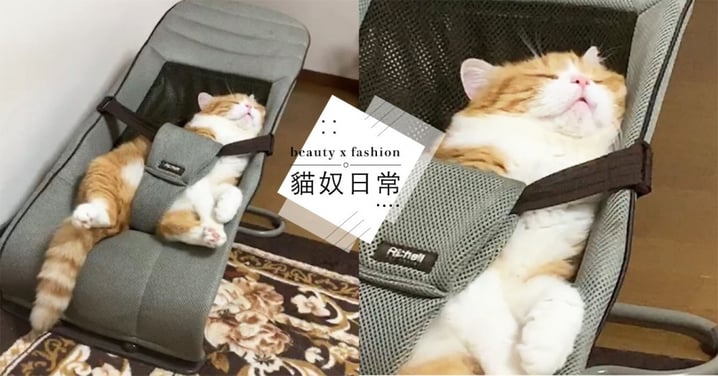 工讀生無誤！日本橘貓霸佔「寶寶搖床」，兩腳跨睡還打呼！網笑：成精了...