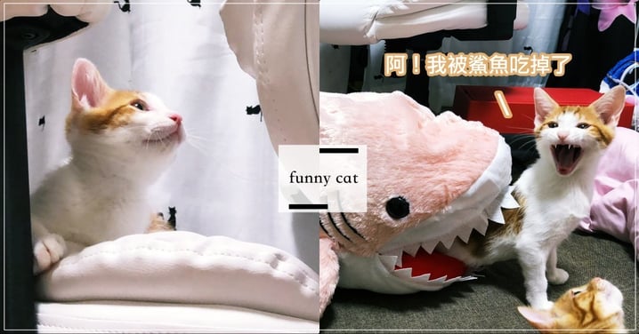 這表情太誇張啦！日本小橘喵超搞笑，出鯊魚窩突戲癮上身：「阿！不要吃掉我！」