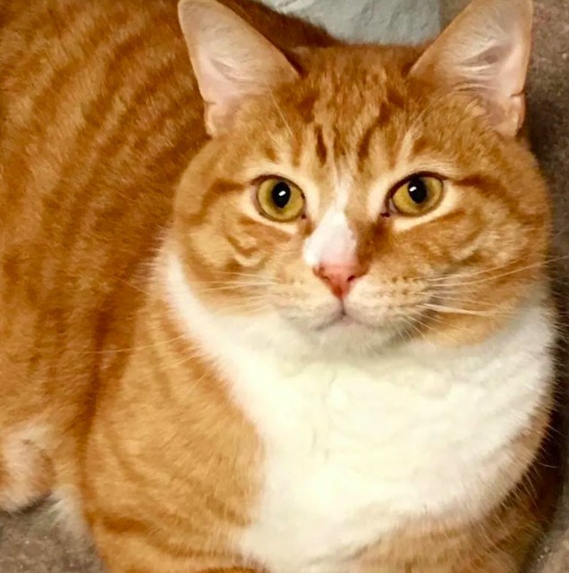  Michigan Cat Rescue.