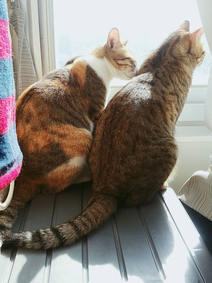 ＦＢ/兩貓是朵花