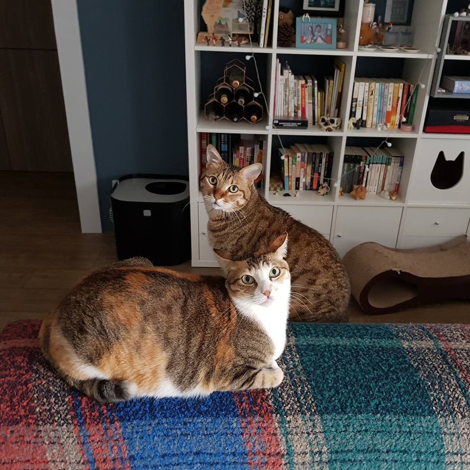 ＦＢ/兩貓是朵花