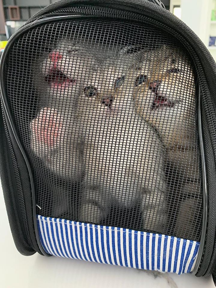 FB/灰哥特大號