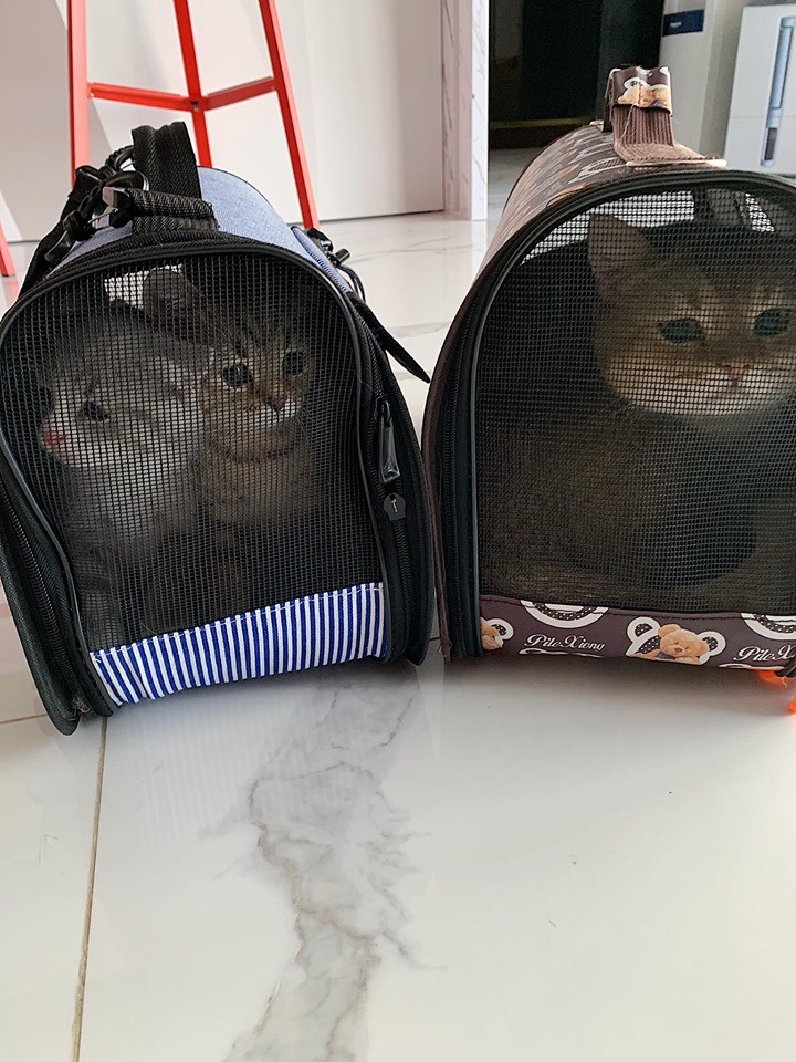 FB/灰哥特大號