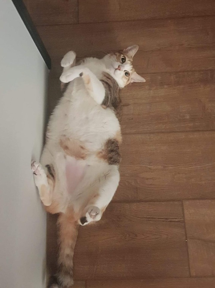 ＦＢ/兩貓是朵花