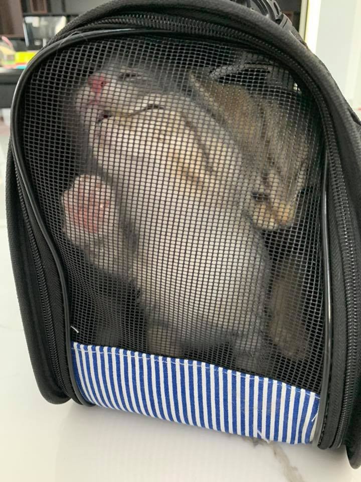 FB/灰哥特大號