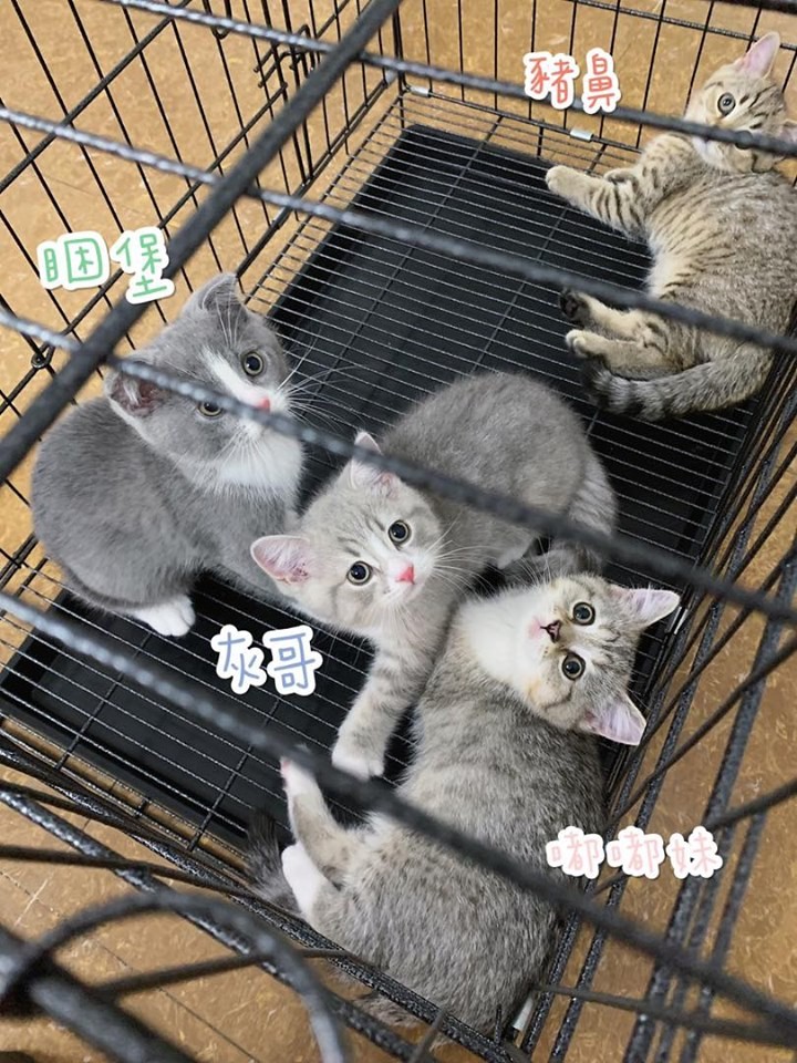 FB/灰哥特大號