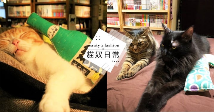 日本池袋「有貓的休息所」爆療癒！漫畫＋貓＋床可以躺，舒服到完全不想出來了！