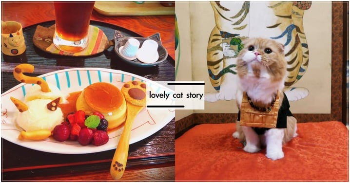 存錢衝了！京都「貓貓寺」超療癒，貓造型餐點＋「貓住持」陪打坐  網：此生絕對要去！
