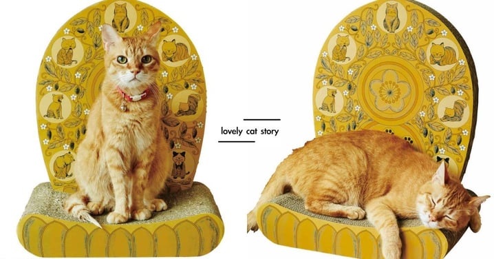喵皇駕到還不跪下！日本推出金光閃閃「貓皇椅」，坐上去「聖氣逼人」帥翻天啦～