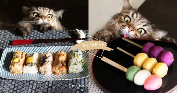 94吃貨無誤！日本喵星人「超萌貪吃臉」狂搶鏡，眼神笑翻網友：超飢渴！