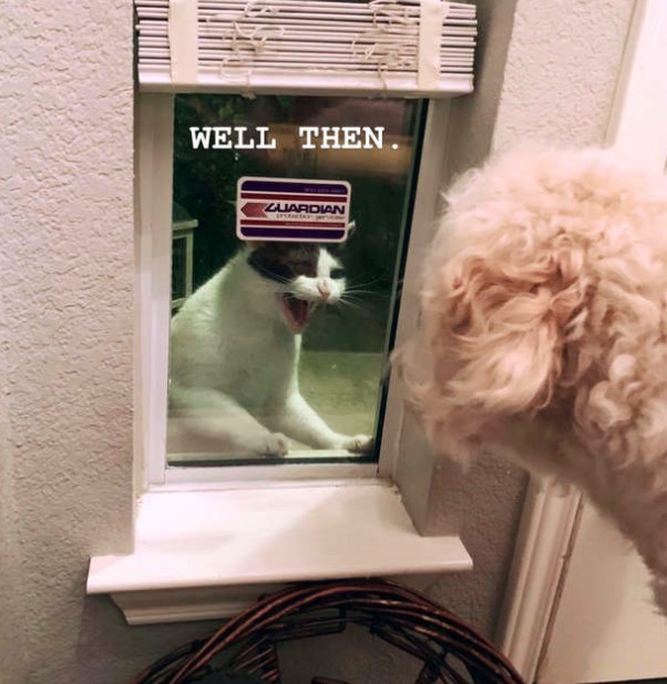 還會試圖兇他家的狗