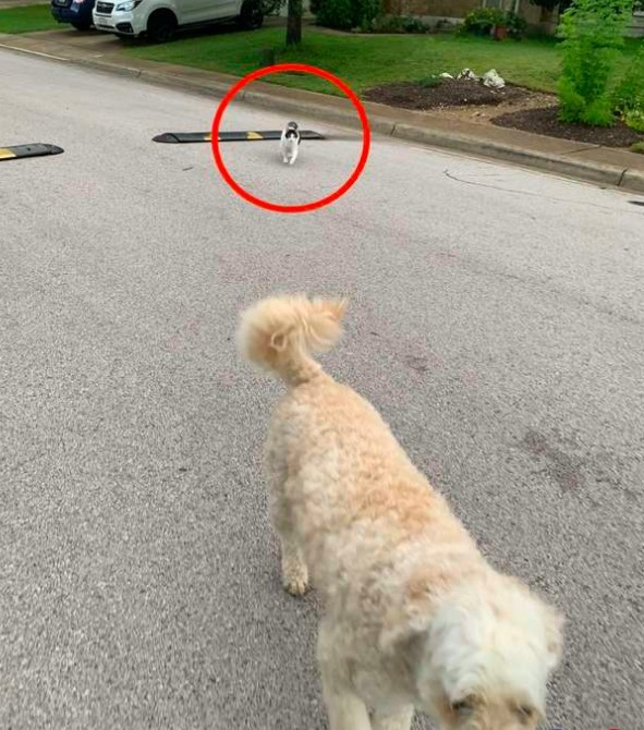 被怪貓跟蹤超驚悚