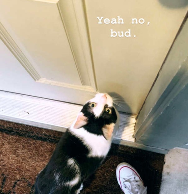 會跑來腳邊磨蹭的貓咪