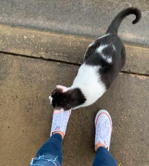 超級親人的怪貓