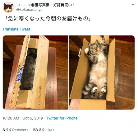 破箱而出的紙箱貓