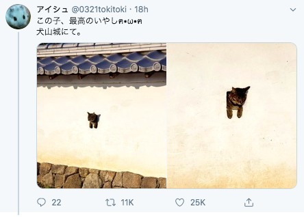 犬山城古牆長貓