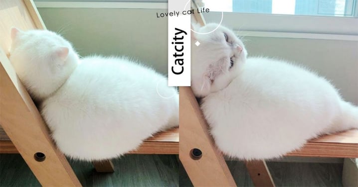 白拋拋幼咪咪！萌喵橫躺木椅賞景，一坨「鮮奶麻糬」現形  網崩潰：好想吃啊！