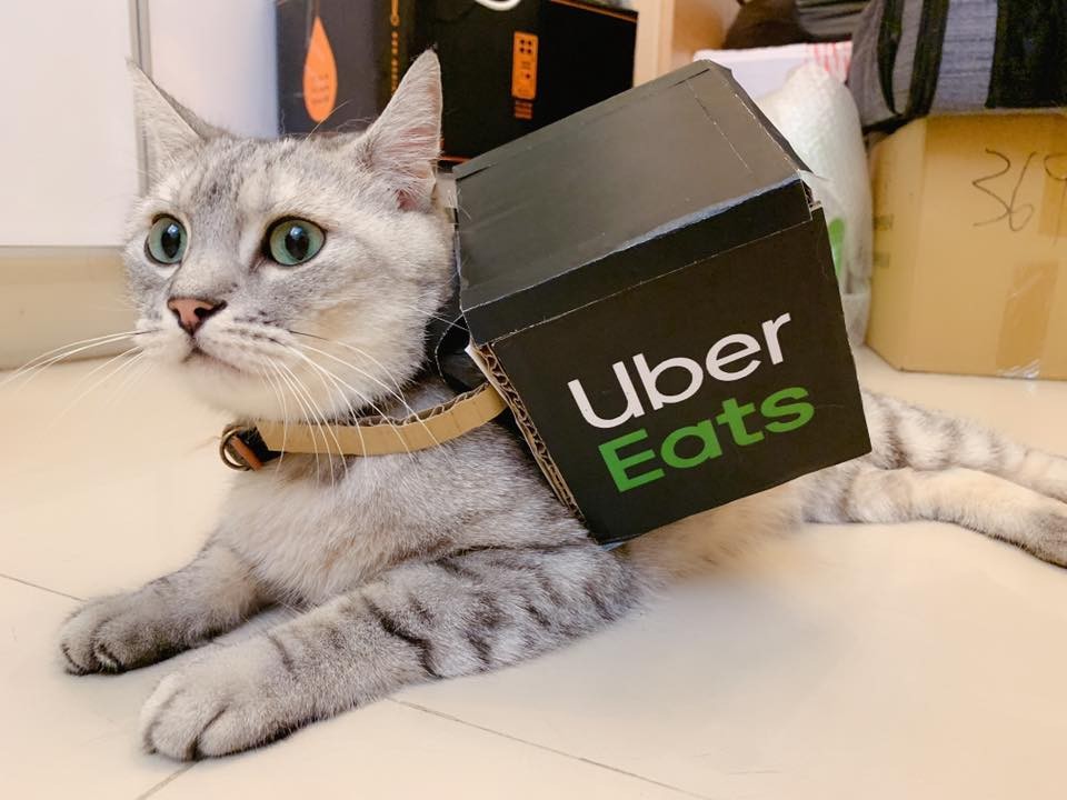 超可愛的Uber cat