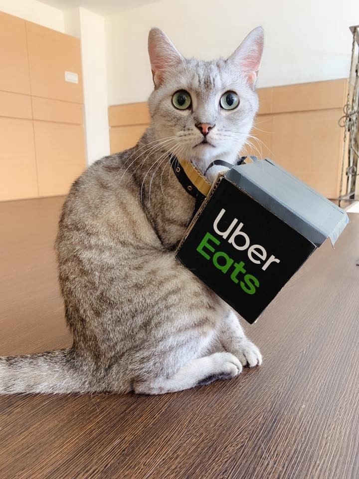 超可愛的Uber cat