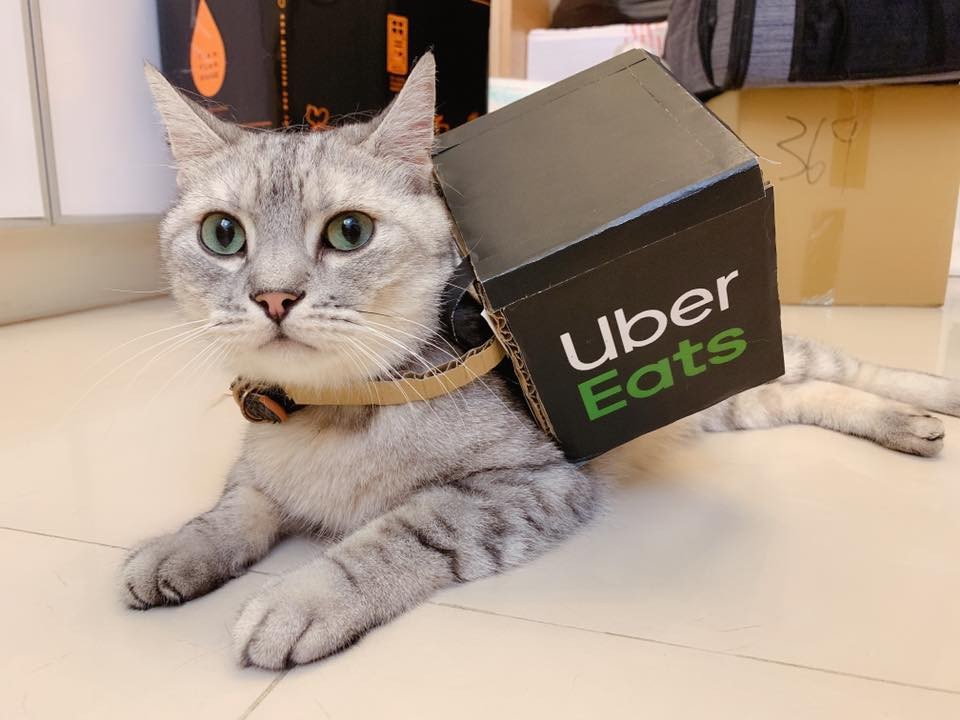 超可愛的Uber cat