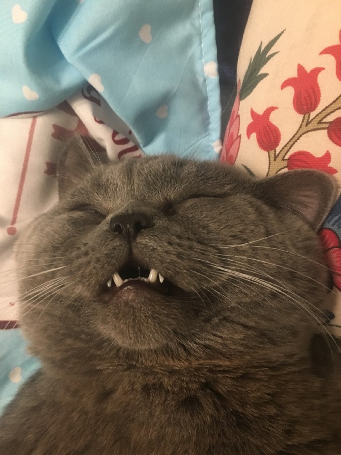 大戰5喵累翻的公貓