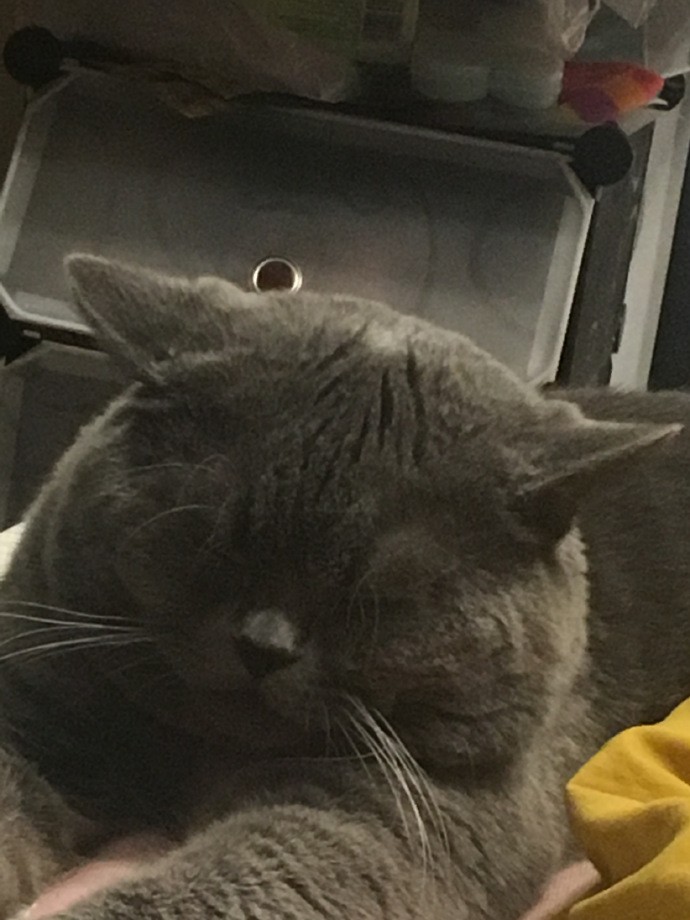 大戰5喵累翻的公貓