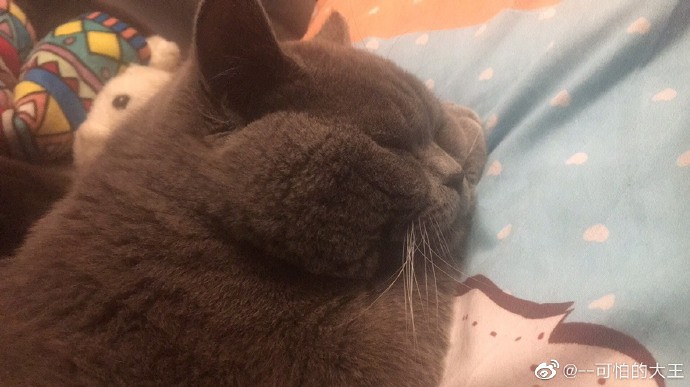 大戰5喵累翻的公貓