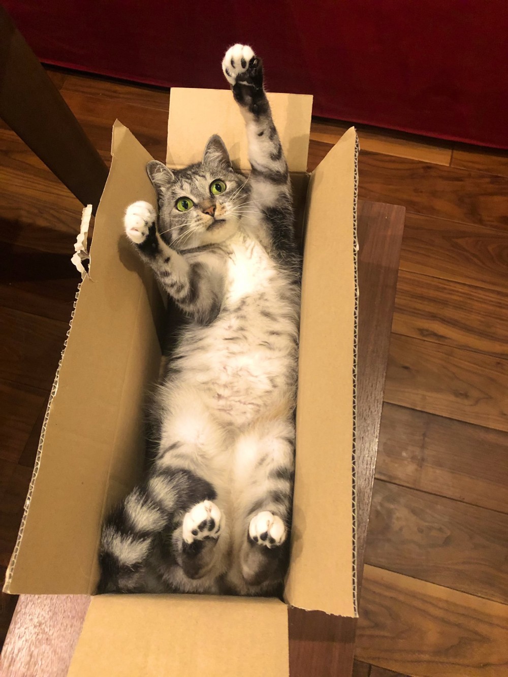 破箱而出的紙箱貓