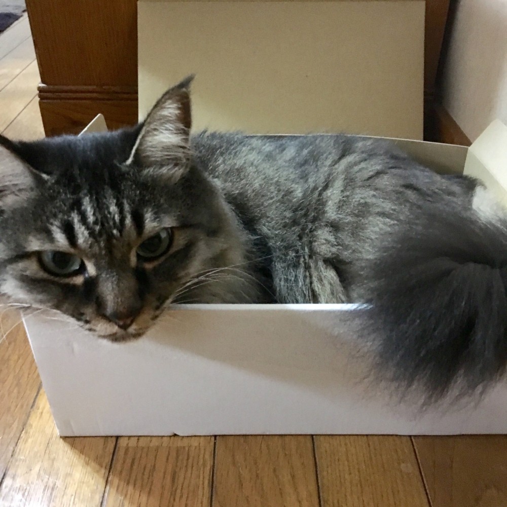 愛待在紙箱裡的貓咪