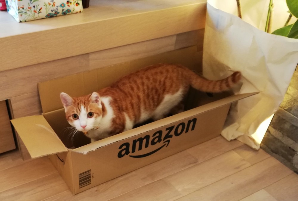 待在紙箱中的橘貓