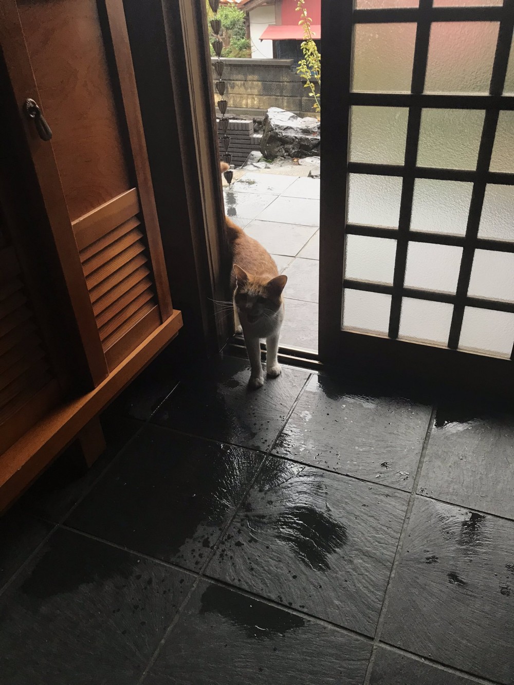 日網友開門讓浪貓躲雨