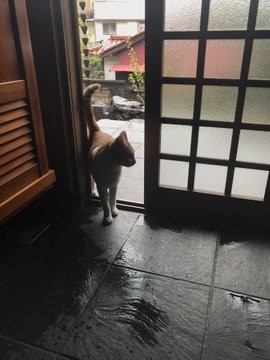 日網友開門讓浪貓躲雨