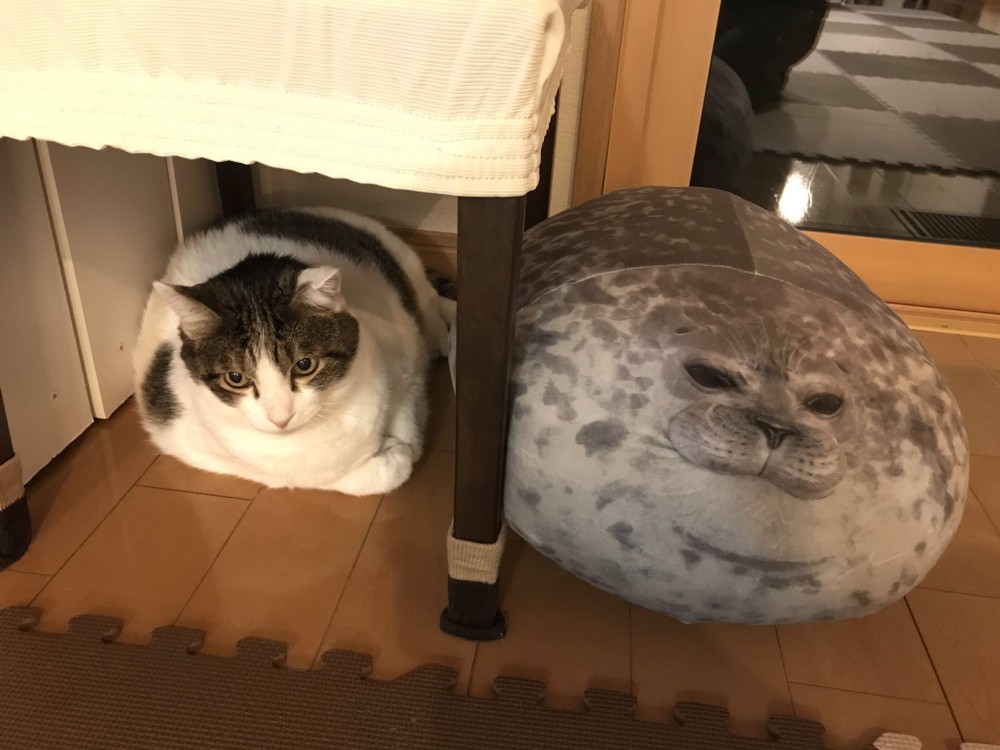 喵抱枕神同步海豹