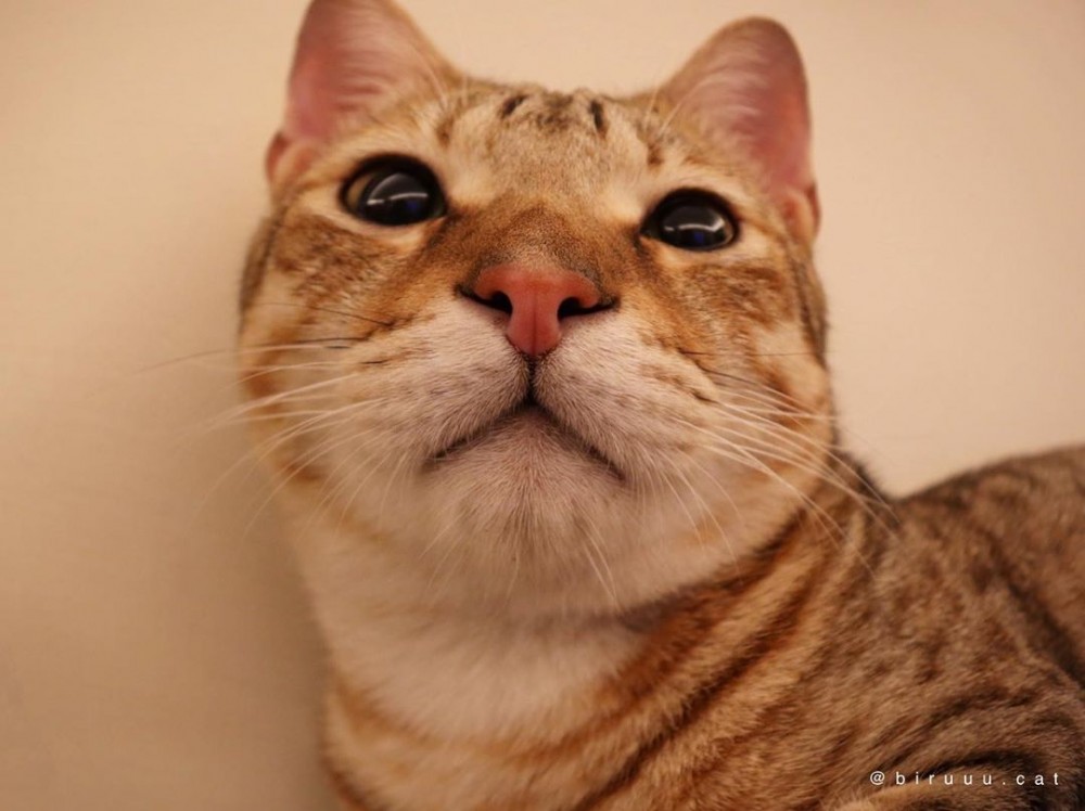 專訪可愛的雪畢兄妹