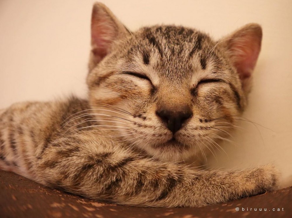 專訪可愛的雪畢兄妹