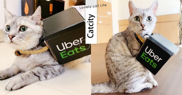 這個外送員很可以！萌貓化身「Uber Cat」爆紅，奴才：「還附贈吸貓服務」