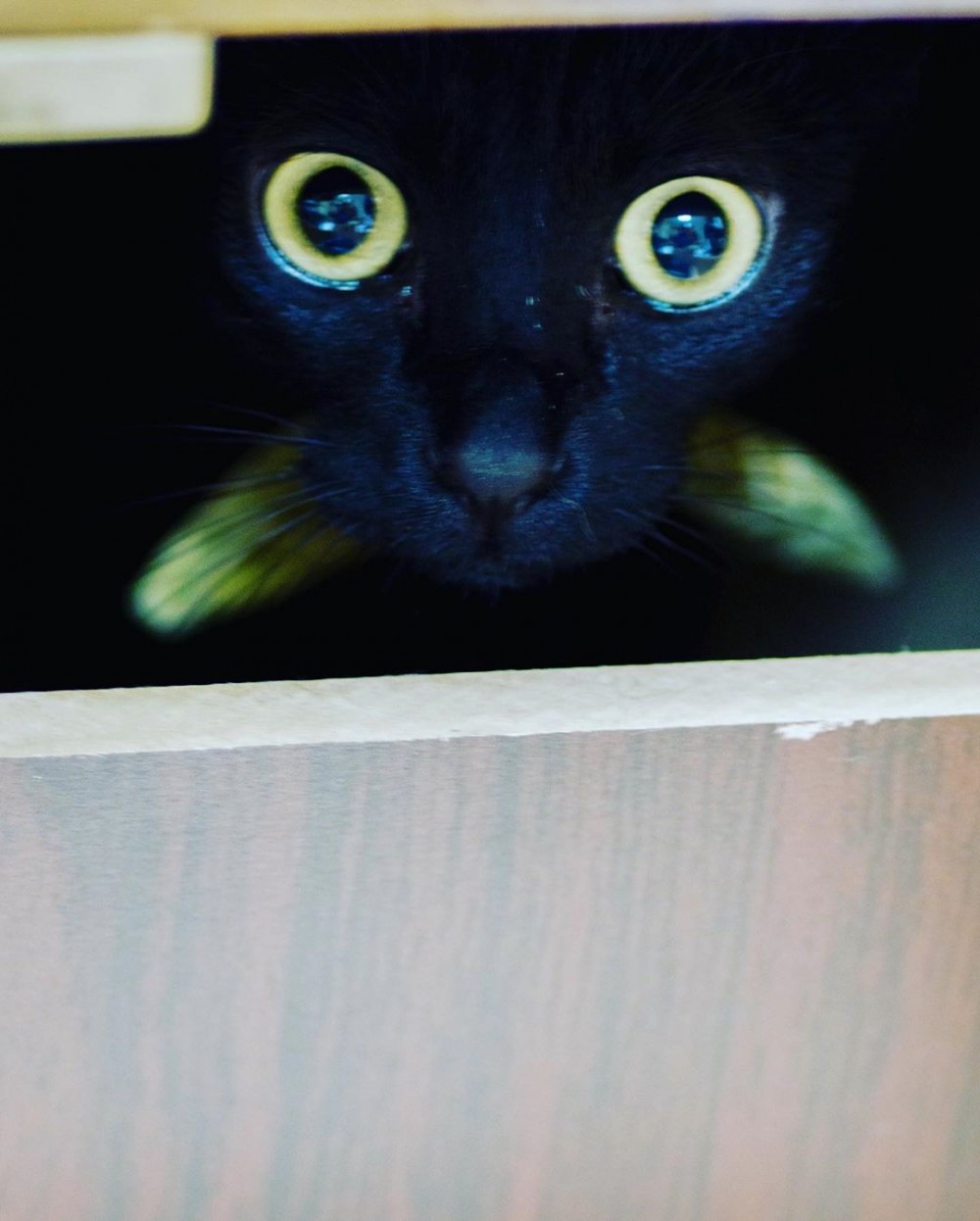 黑貓可洛被酷搜恐怖電影「牠」