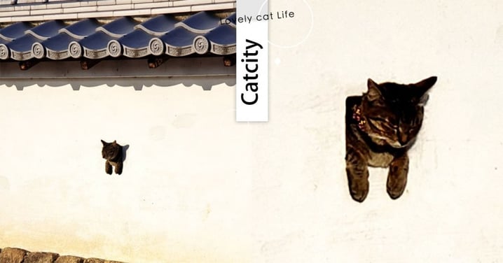 貓版島原三柴！日本犬山城驚見「牆上長貓」引熱議   網笑：要變喵山城了？