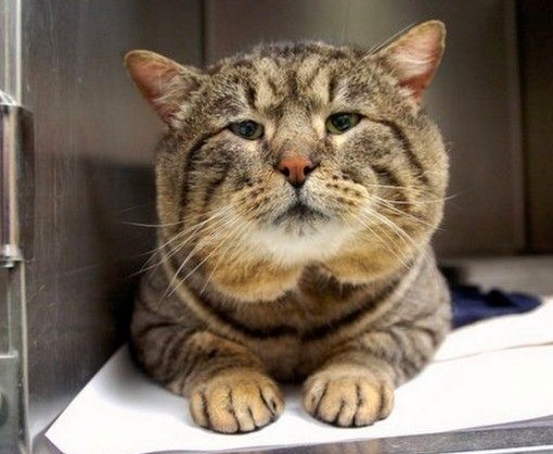 螢幕快照 2019-11-27 上午11.44.05