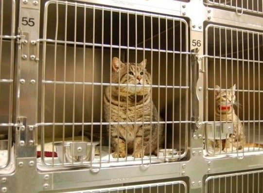 螢幕快照 2019-11-27 上午11.44.20