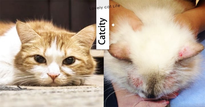 【貓黴菌】反覆感染怎麼辦！網友分享 5 招超有效，讓貓不再禿毛撓癢癢！