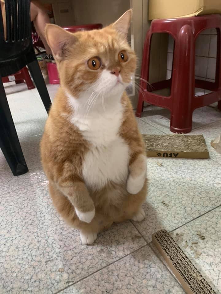 FB @囧臉貓家族