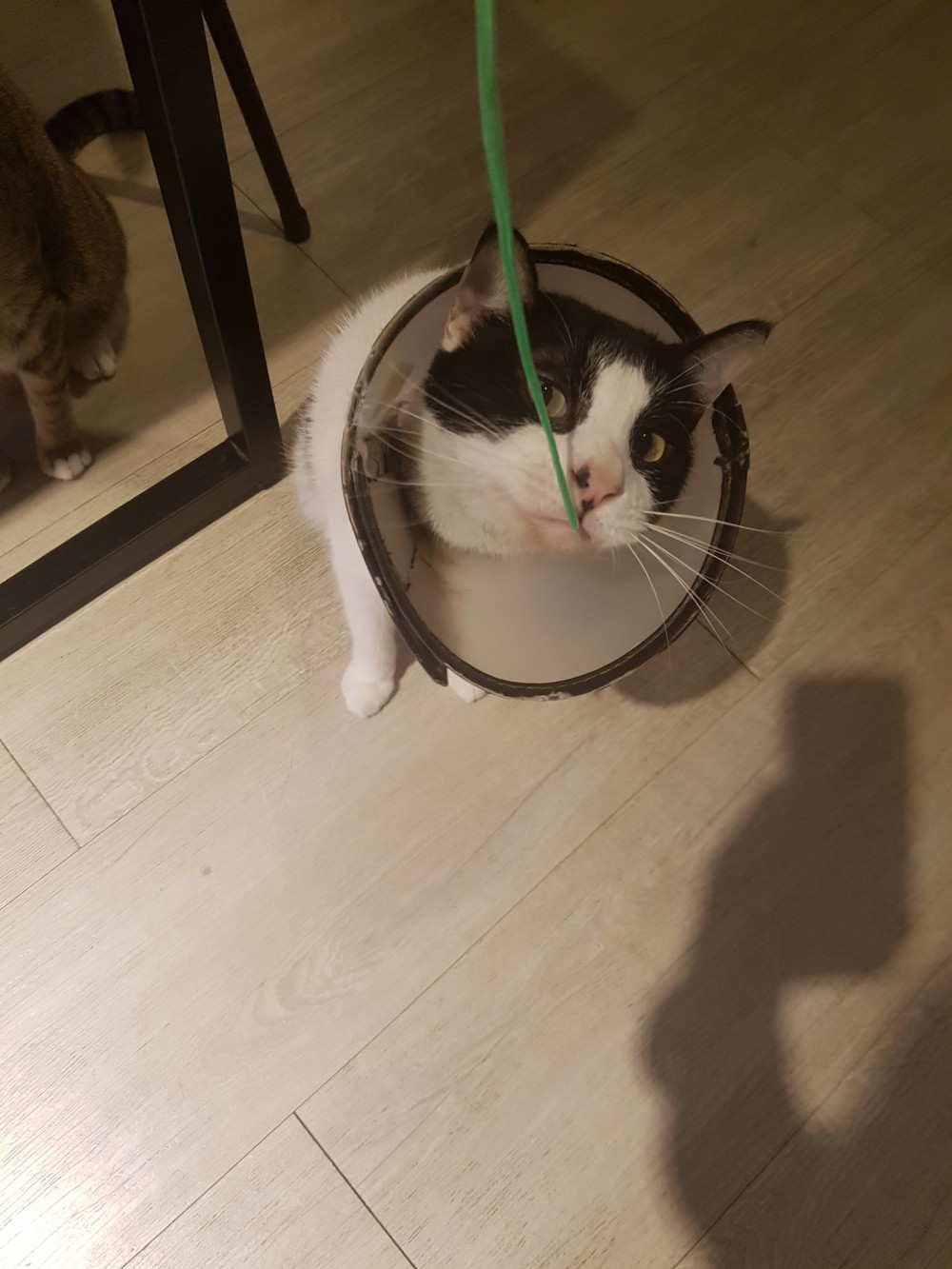 FB 貓嘰咕自家烘焙咖啡