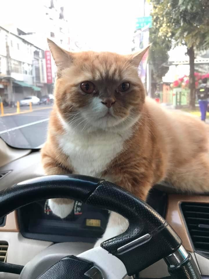 FB @囧臉貓家族