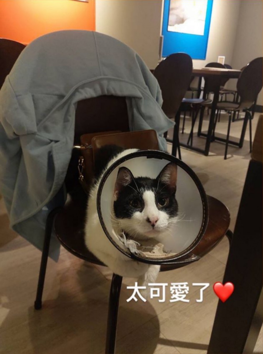 喵編微服私訪