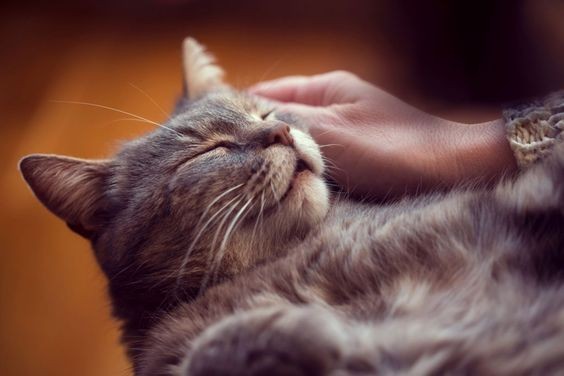 Pinterest