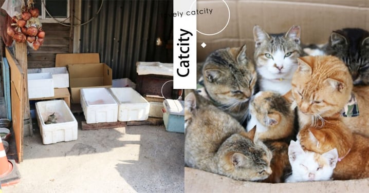 幫浪浪過冬！日本貓島居民準備「禦寒貓屋」，寒風中送暖意  網：超暖心！